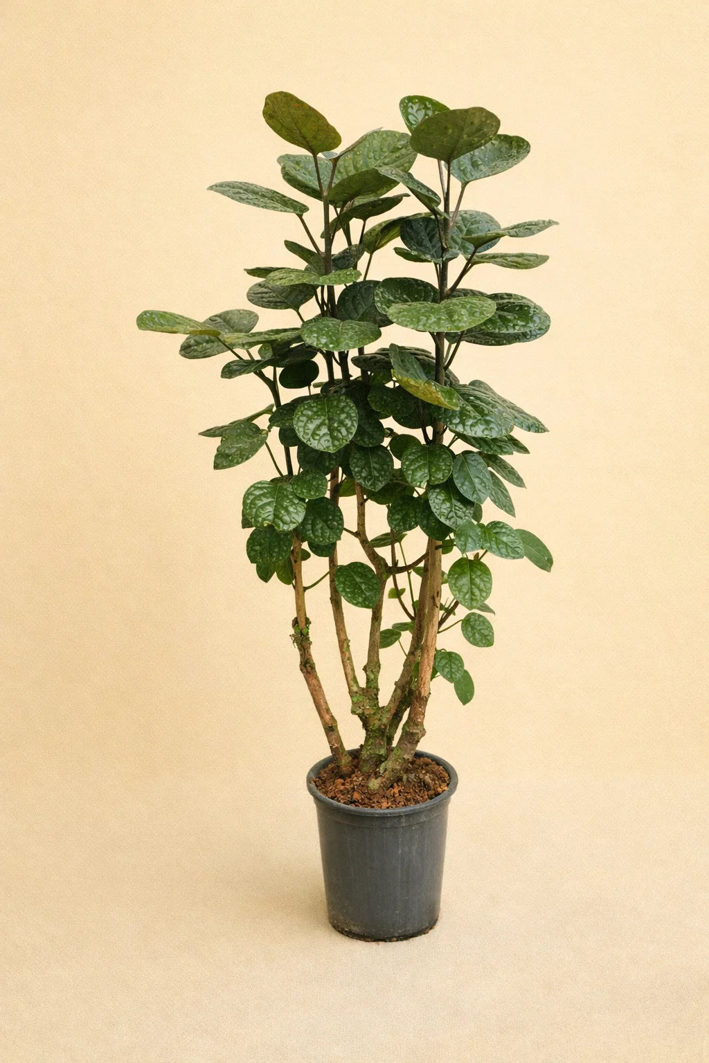 Polyscias Fabian
