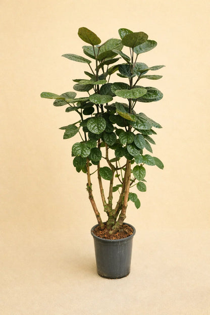 Polyscias Fabian