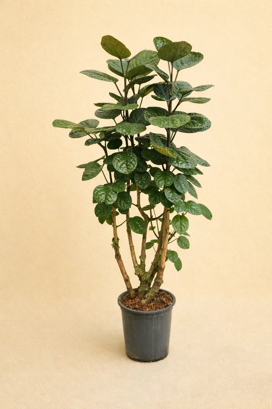 Polyscias Fabian