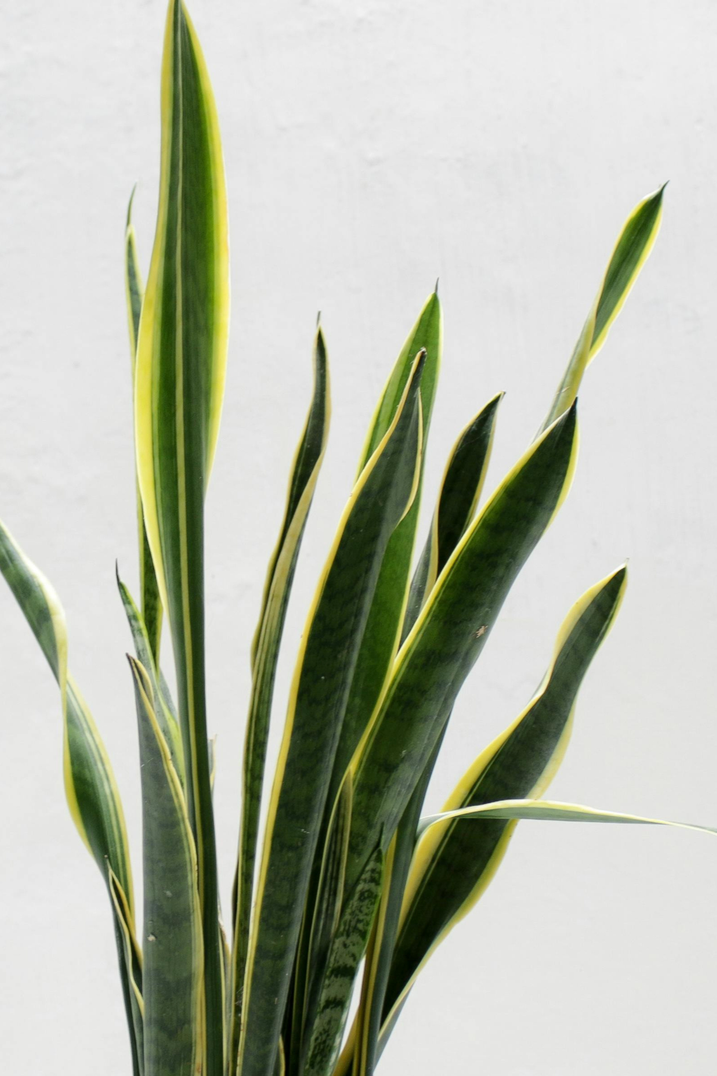 Sansevieria Futura Superba