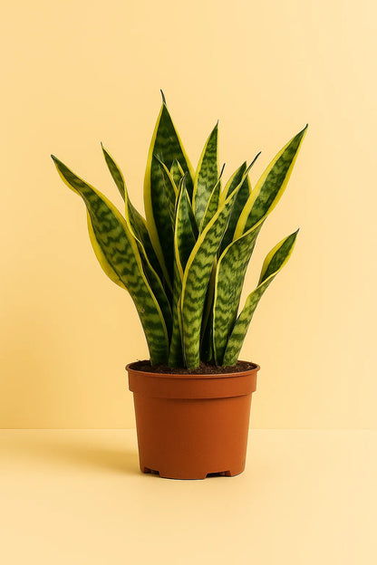 Sansevieria Futura Superba