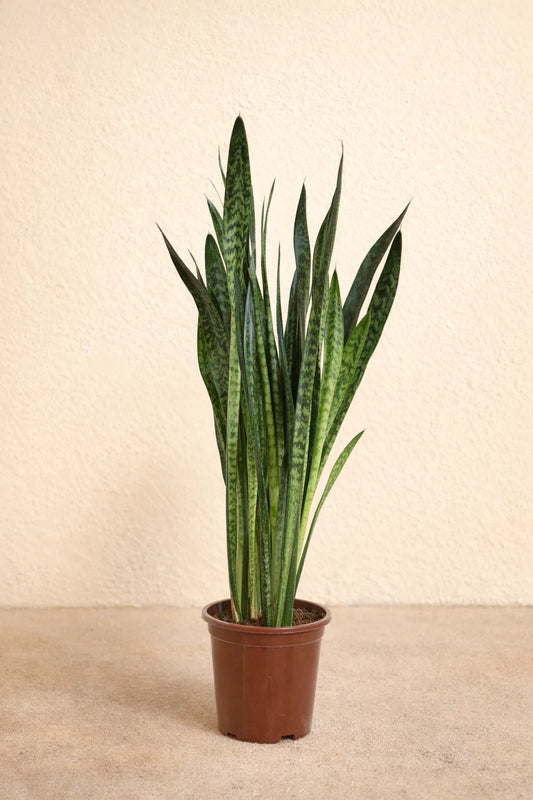Sansevieria Zeylanica