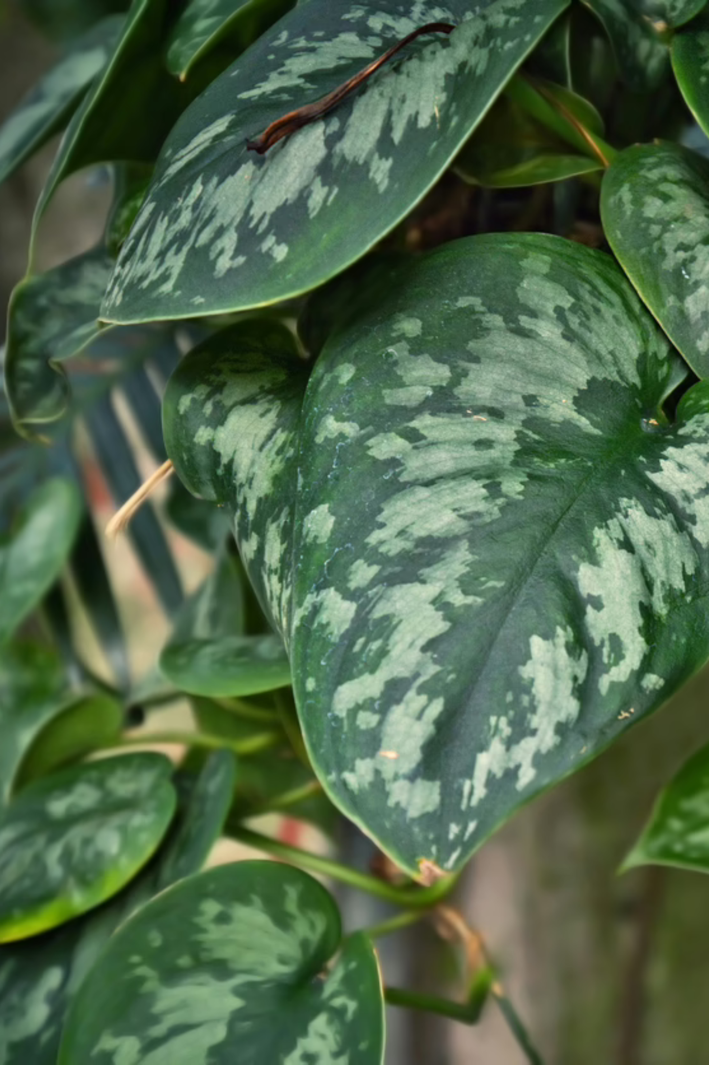 Scindapsus Pictus Trebie Mosstok