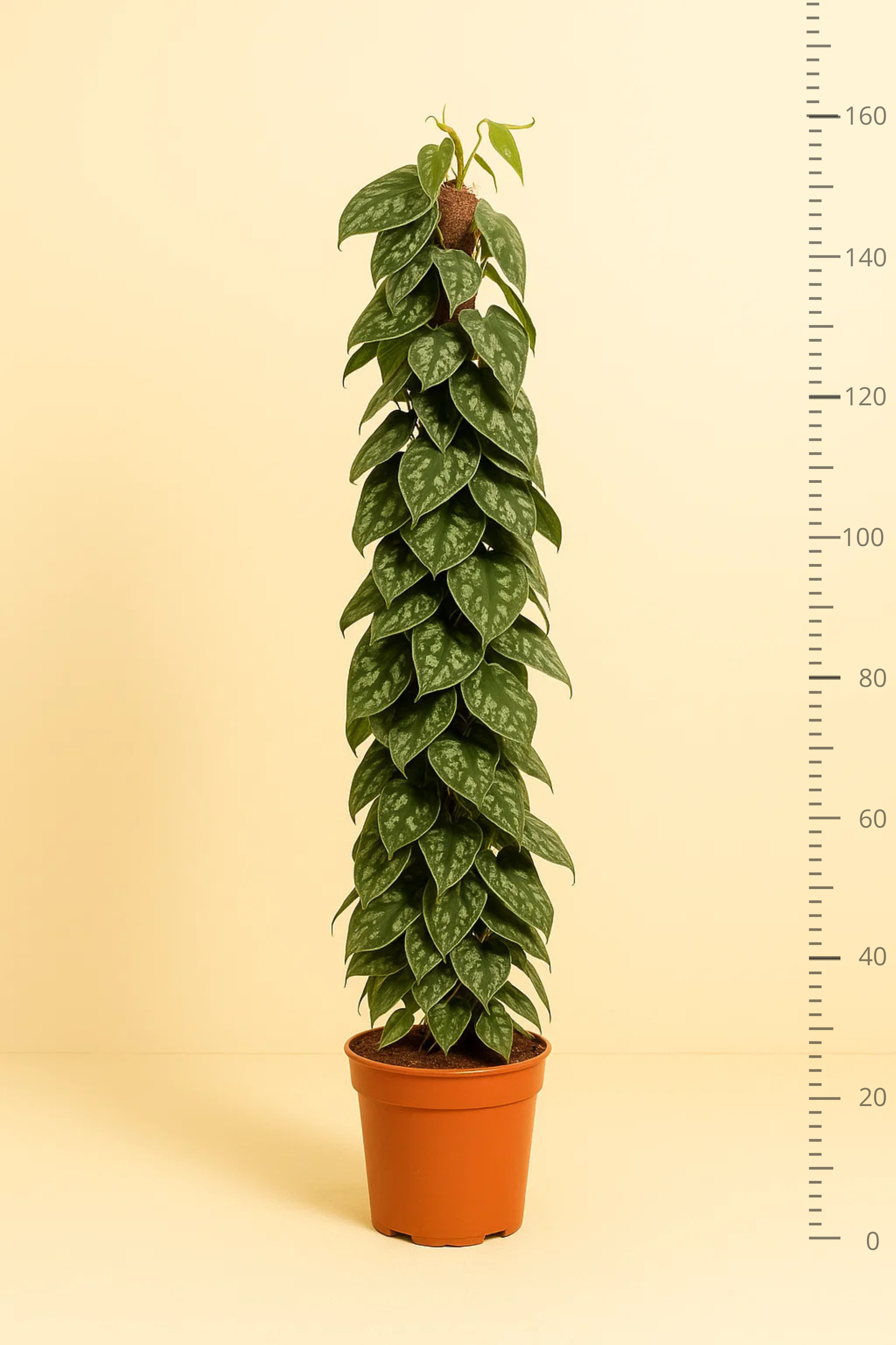 Scindapsus Pictus Trebie Mosstok