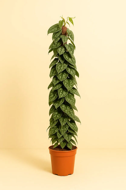 Scindapsus Pictus Trebie Mosstok