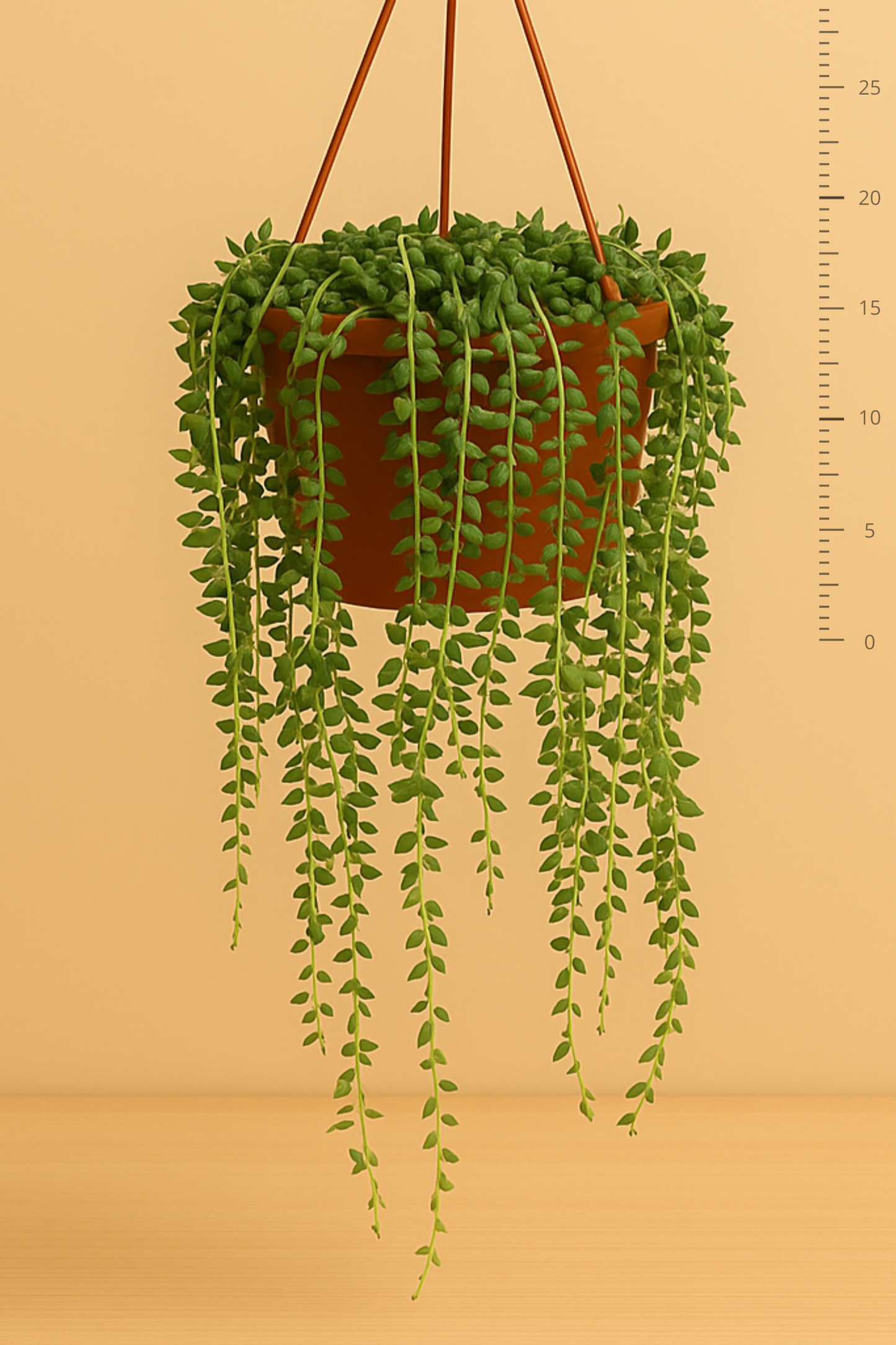 Senecio Herreianus