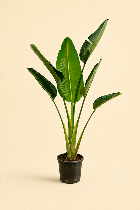Strelitzia Augusta