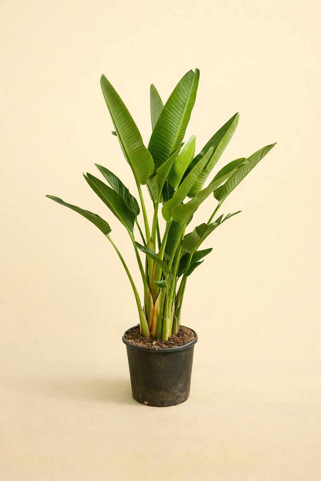 Strelitzia Augusta
