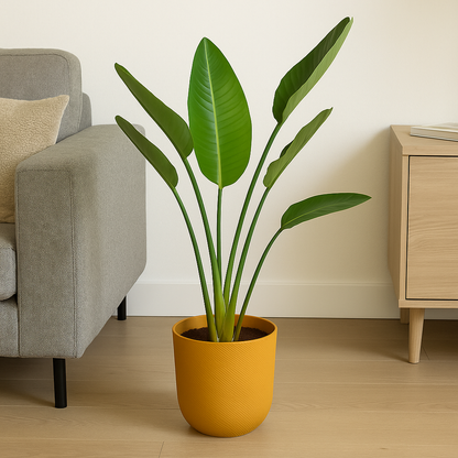 Strelitzia Augusta