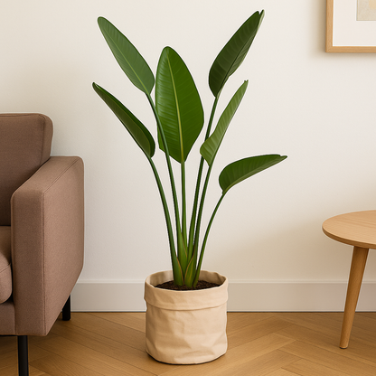 Strelitzia Augusta