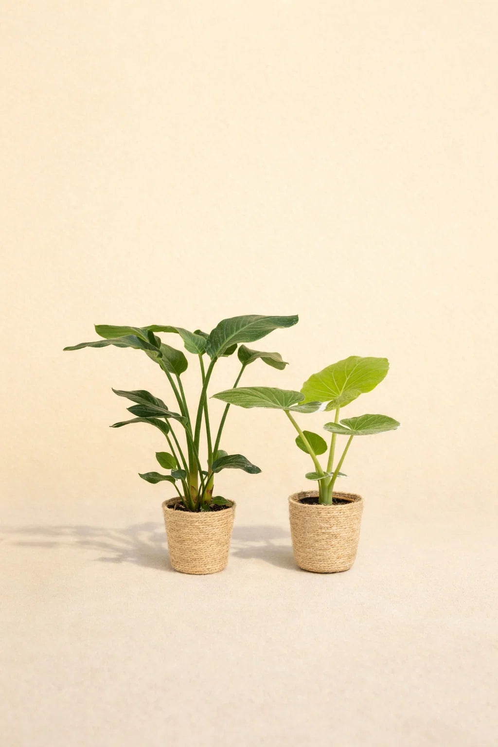 Strelitzia Nicolai + Alocasia Macrorrhiza + Mand Selin