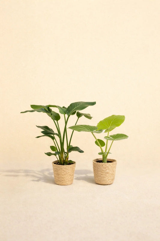 Strelitzia Nicolai + Alocasia Macrorrhiza + Mand Selin
