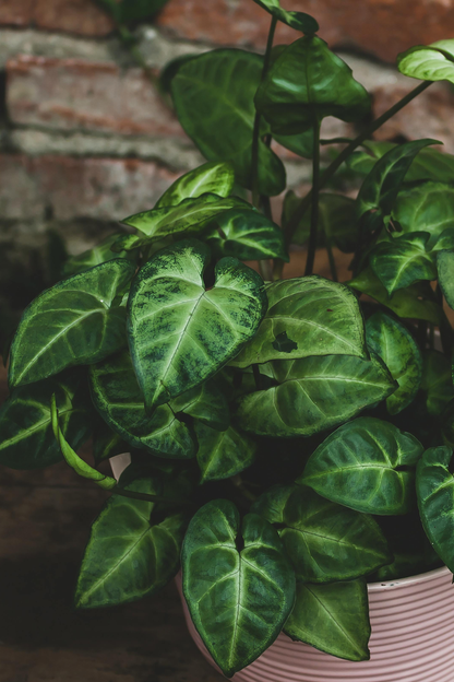 Syngonium Pixie