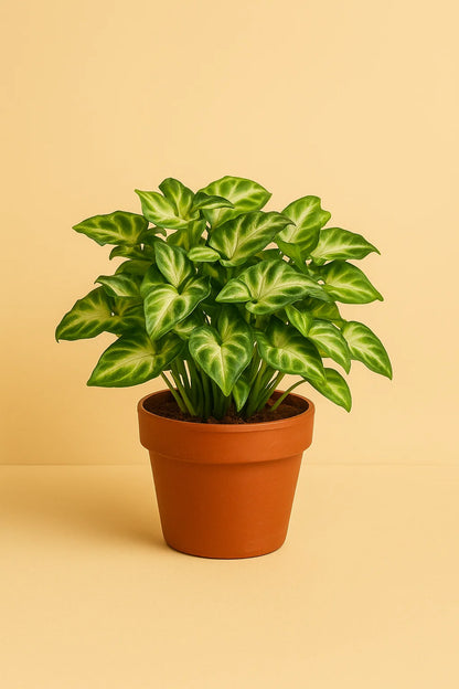 Syngonium Pixie