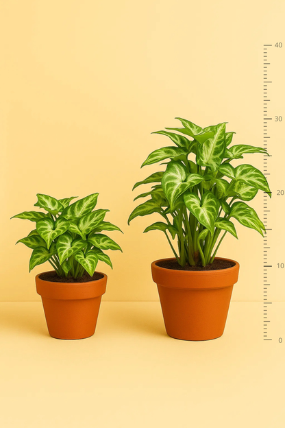 Syngonium Pixie