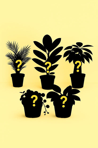 Verrassingsbox - Verschillende Kleine Planten