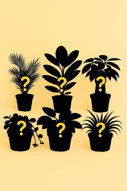 Verrassingsbox - Verschillende Kleine Planten