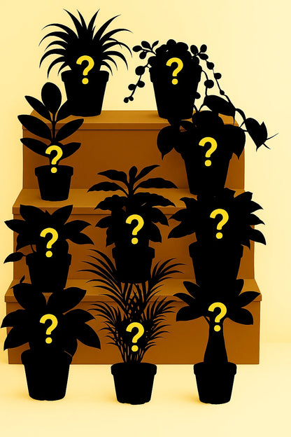 Verrassingsbox - Verschillende Kleine Planten