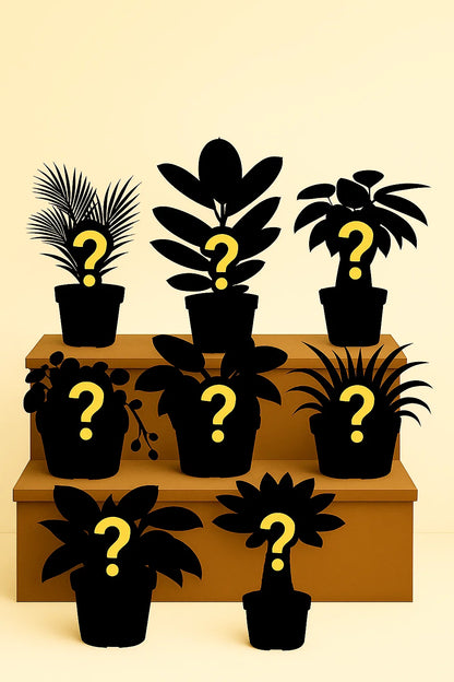 Verrassingsbox - Verschillende Kleine Planten