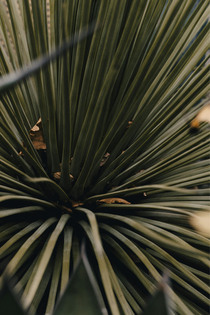 Yucca Rostrata