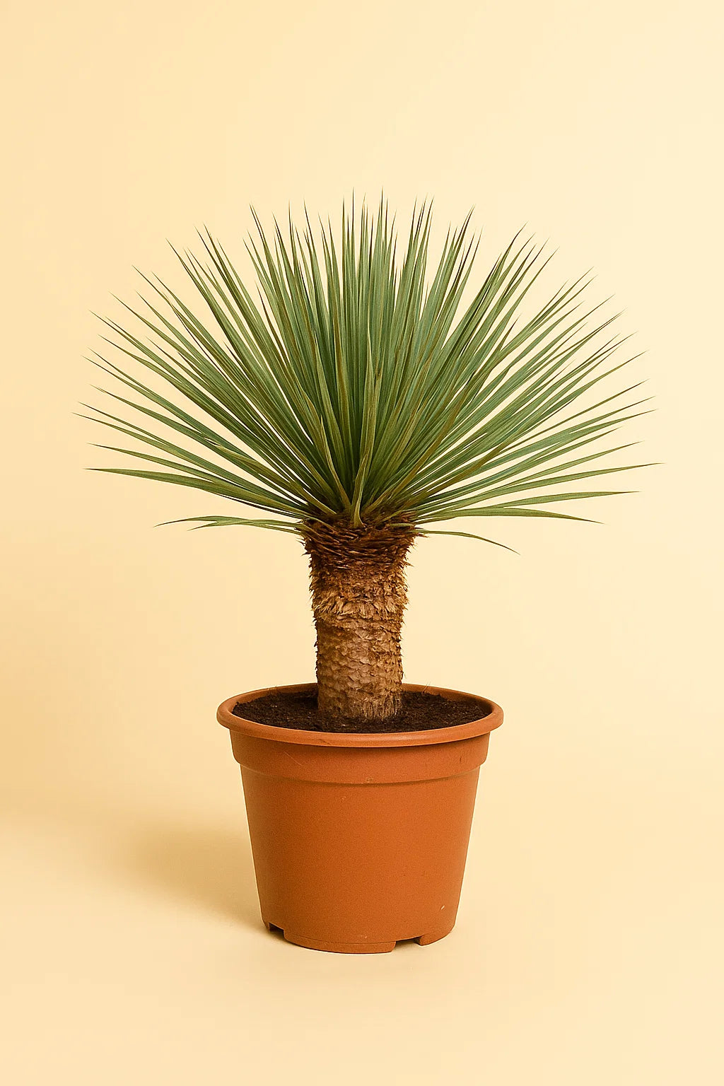 Yucca Rostrata
