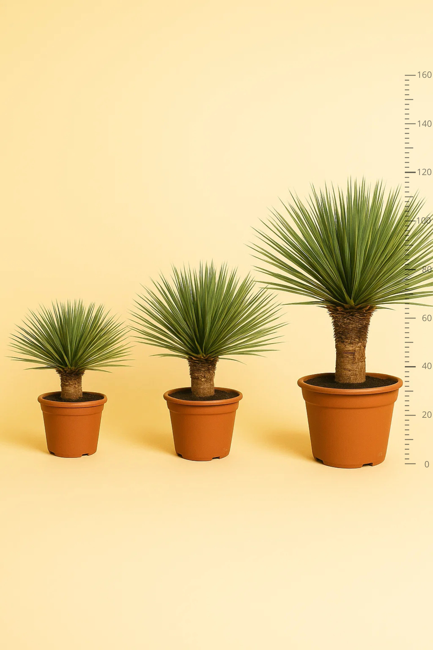 Yucca Rostrata