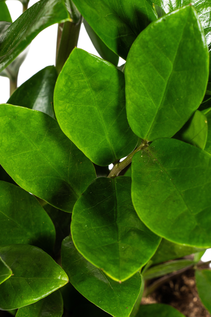 Zamioculcas Zamiifolia
