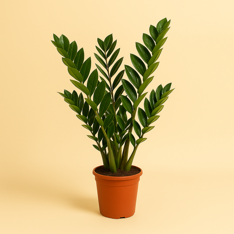 Zamioculcas Zamiifolia