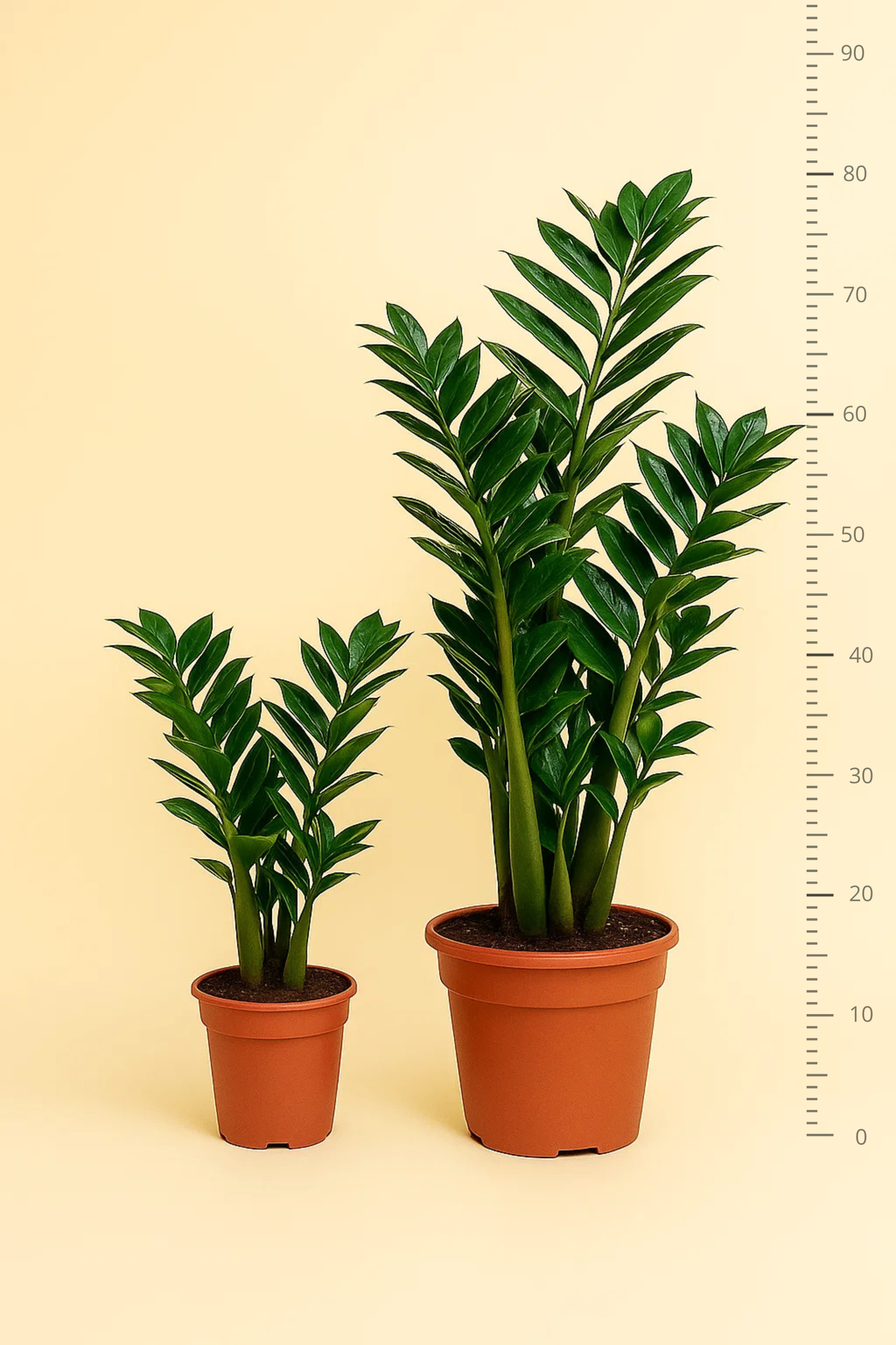 Zamioculcas Zamiifolia