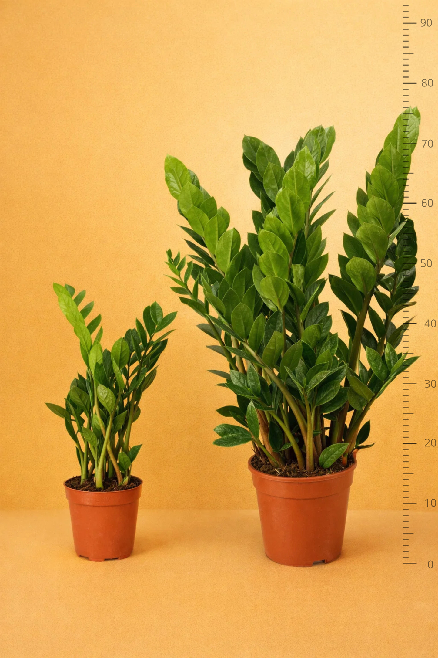 Zamioculcas Zamiifolia
