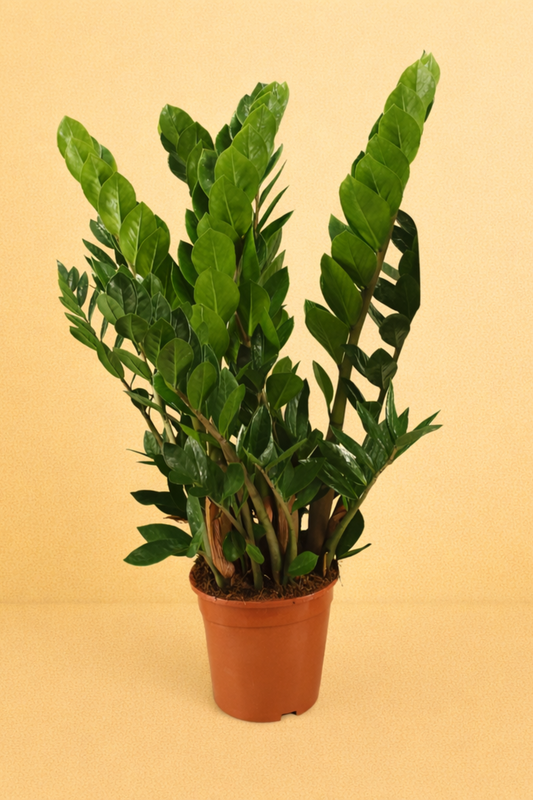 Zamioculcas Zamiifolia