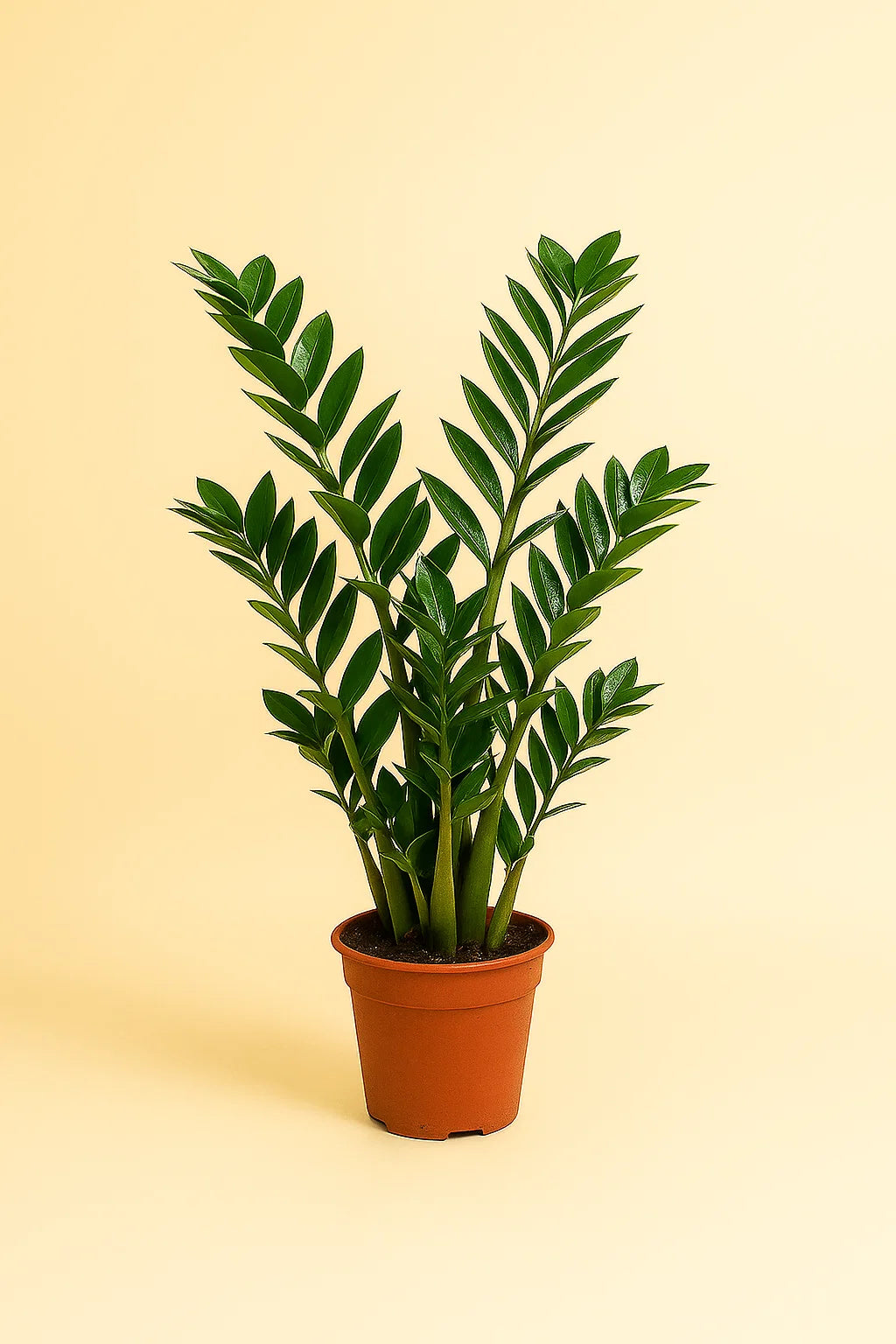 Zamioculcas Zamiifolia