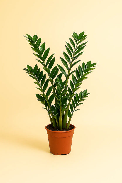 Zamioculcas Zamiifolia