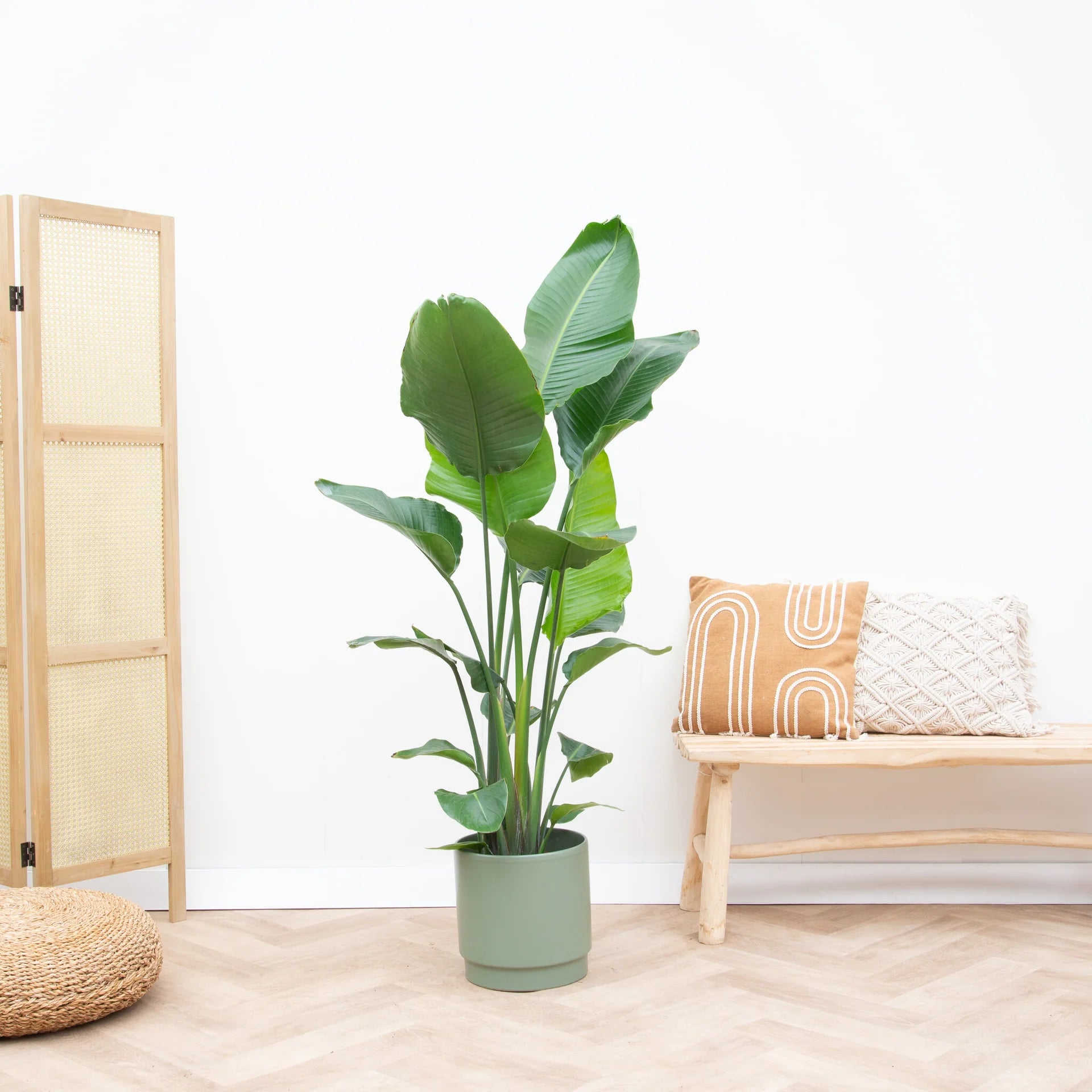Philodendron scandens micans