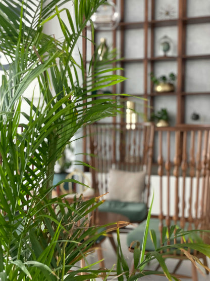 Dypsis Lutescens
