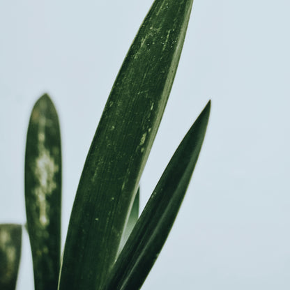 Sansevieria Futura Superba
