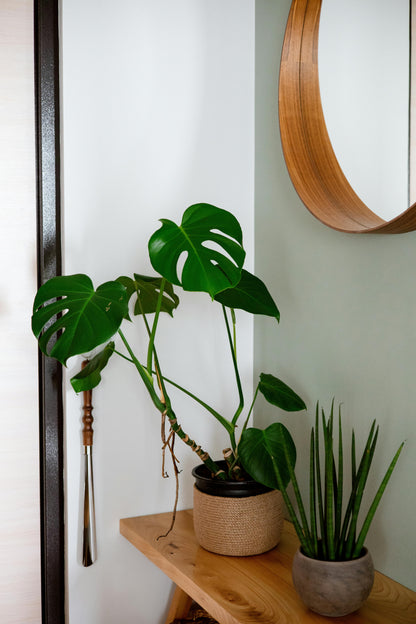 Monstera Deliciosa