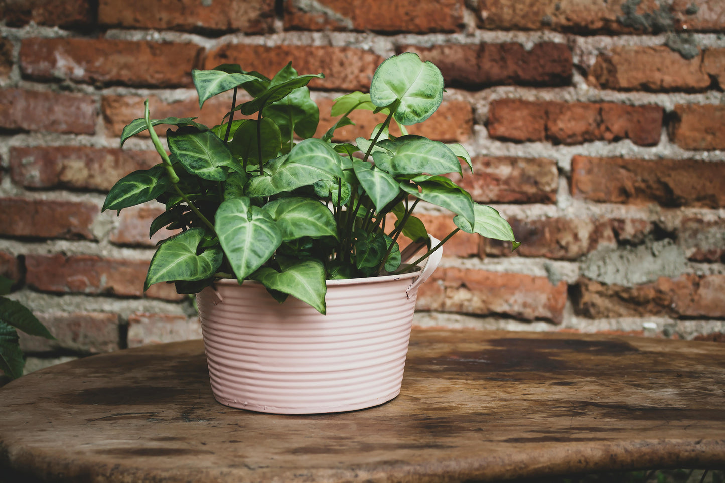Syngonium Pixie