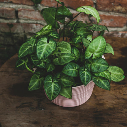 Syngonium Pixie