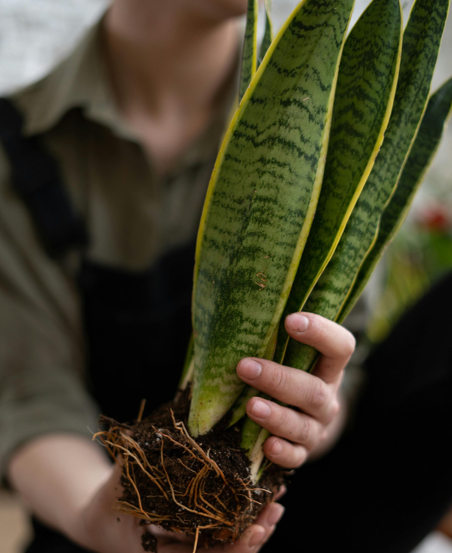 Sansevieria Futura Superba