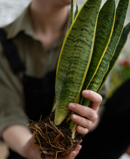 Sansevieria Futura Superba