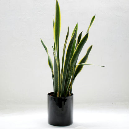 Sansevieria Futura Superba