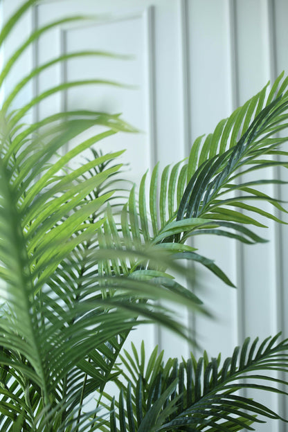 Dypsis Lutescens