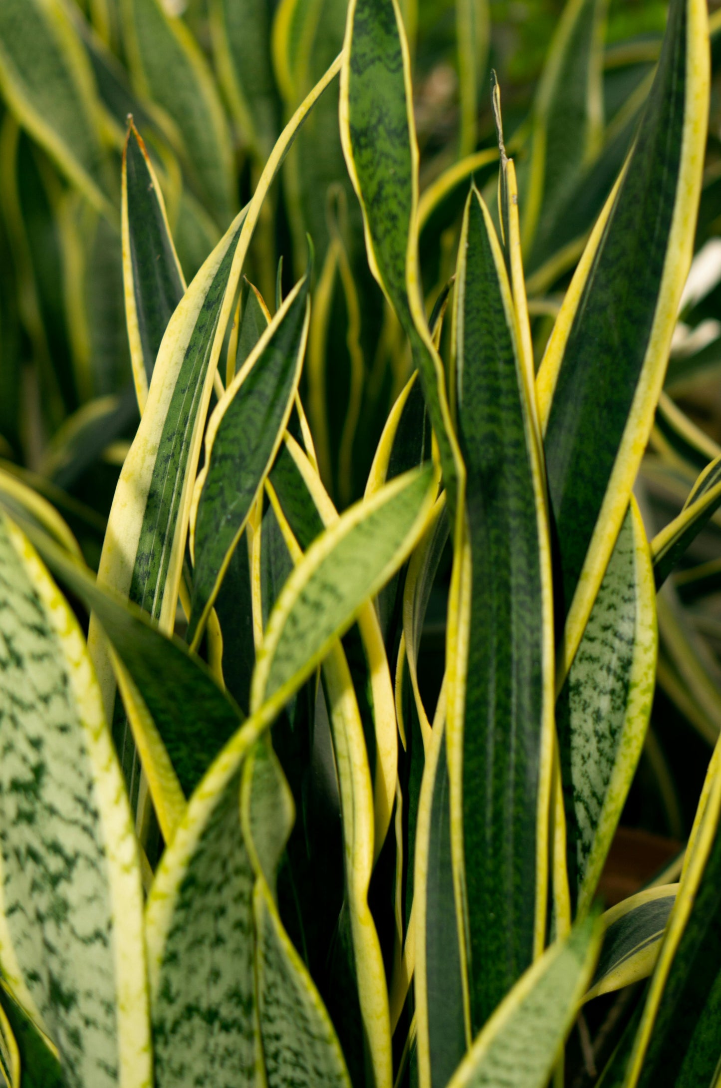 Sansevieria Trifasciata Laurentii