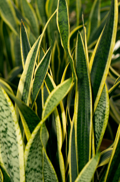Sansevieria Trifasciata Laurentii