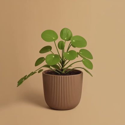 Peperomia Hope