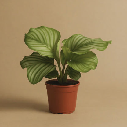 Calathea Orbifolia