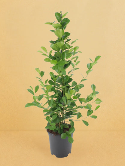 Ficus Microcarpa Moclame