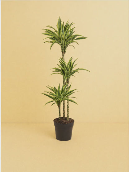 Dracaena Lemon Lime