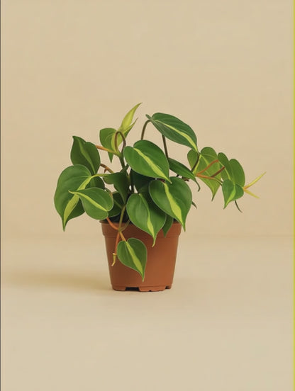 Philodendron Scandens Brasil